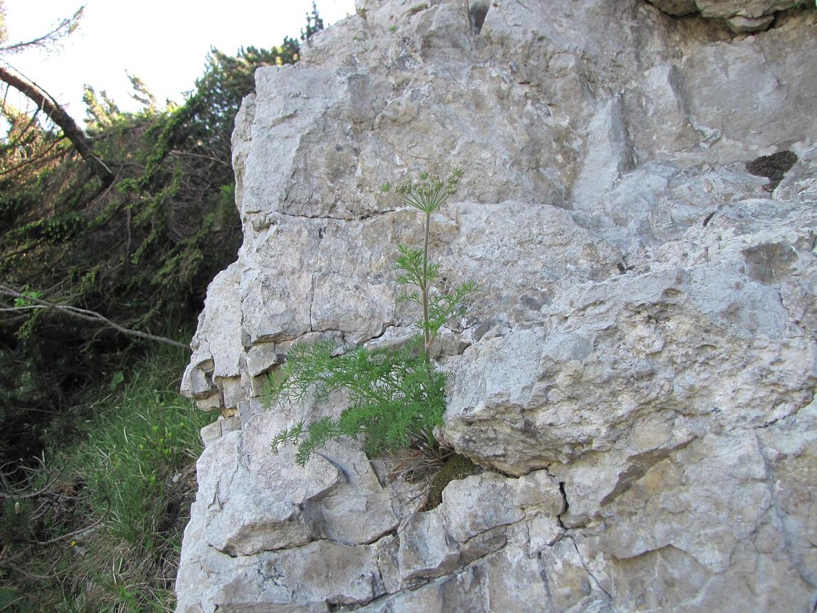 Le rupi fiorite del Garda